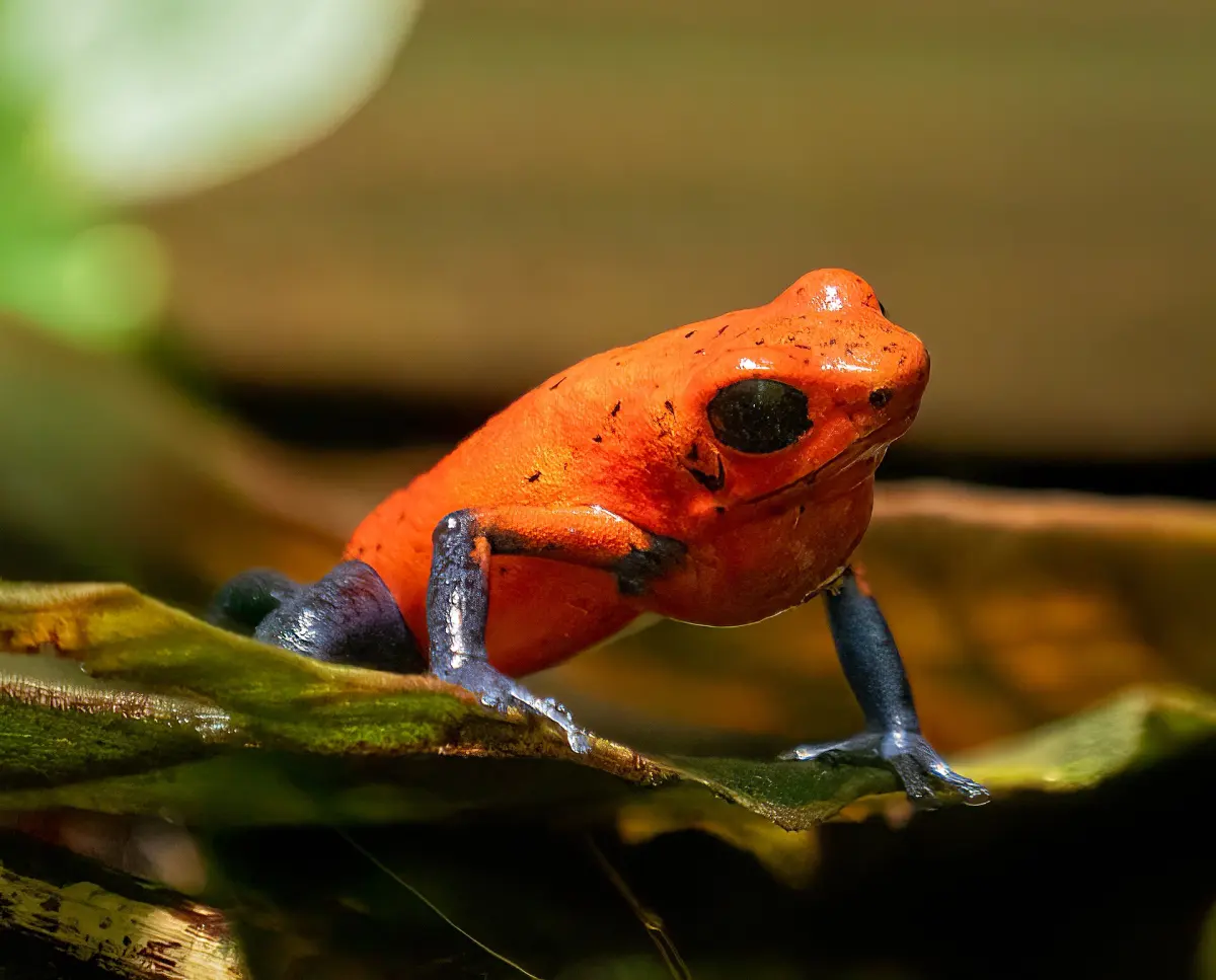 Strawberry poison dart frog in the Arenal area